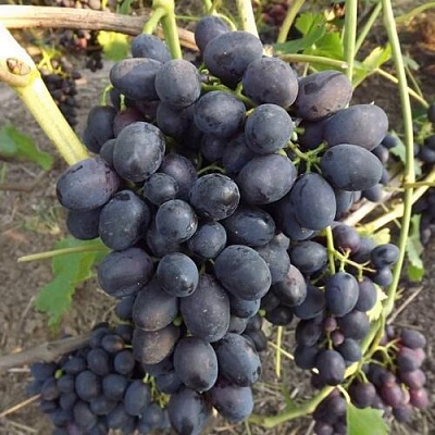 Виноград ЗАБАВА в Слониме