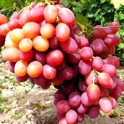 Виноград АНЮТА в Слониме