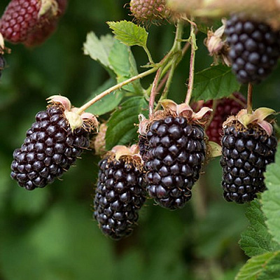 Ежемалина БОЙСЕНБЕРРИ в Слониме