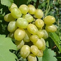 Виноград в Слониме