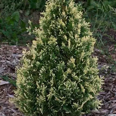 Туя БРАБАНТ ВАРИЕГАТТА западная в Слониме