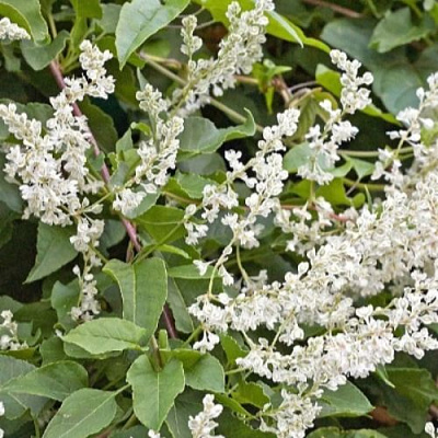 Фаллопия АУБЕРТА в Слониме