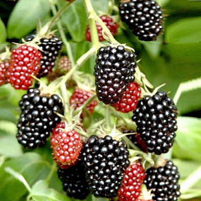 Ежемалина ДАРРОУ в Слониме