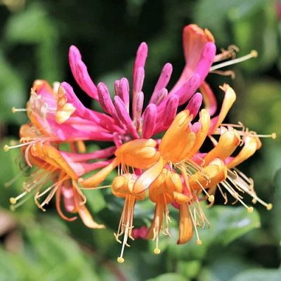 Жимолость ГЕКРОТА в Слониме