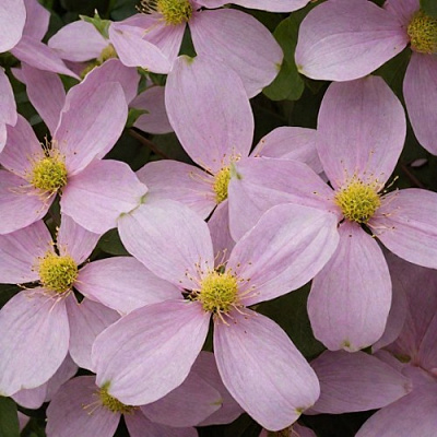 Клематис ГОРНЫЙ в Слониме