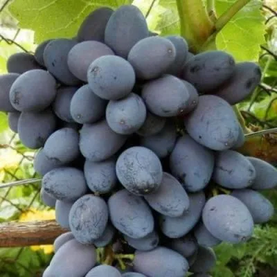 Черный виноград в Слониме