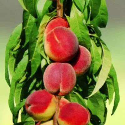 Персик колоновидный в Слониме