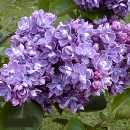 Сирень АМИ ШОТТ в Слониме