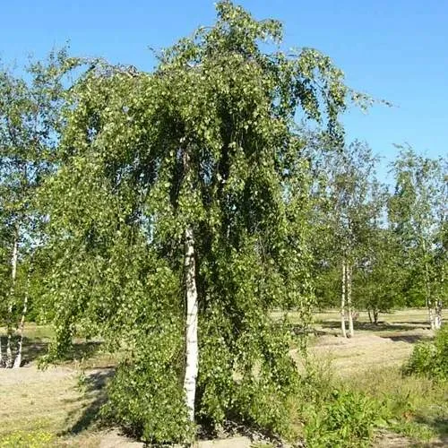 Береза ПОВИСЛАЯ в Слониме