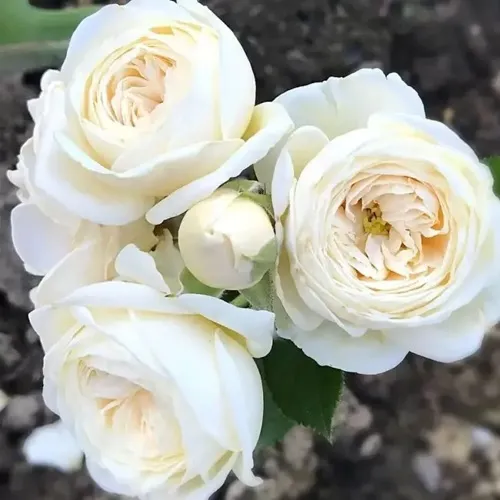 Роза АРТЕМИС шраб в Слониме