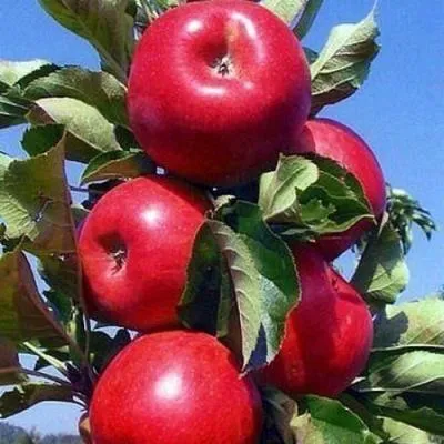 Колонновидные яблони в Слониме