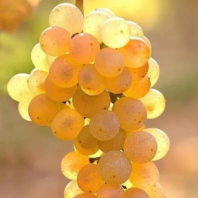 Белый виноград в Слониме