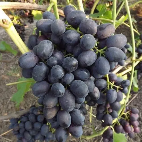 Виноград ЗАБАВА в Слониме